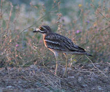 Eurasian Stone-curlew