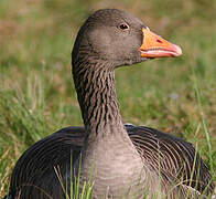 Greylag Goose