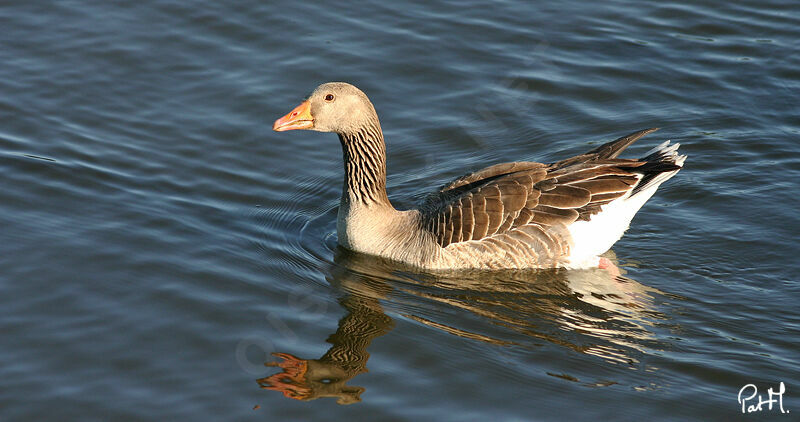 Oie cendrée, identification