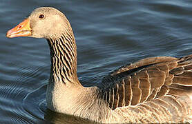 Greylag Goose