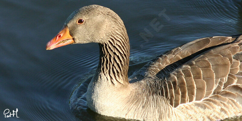 Greylag Goose, identification