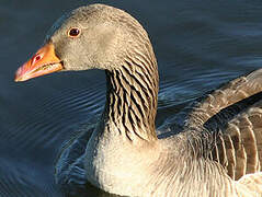 Greylag Goose