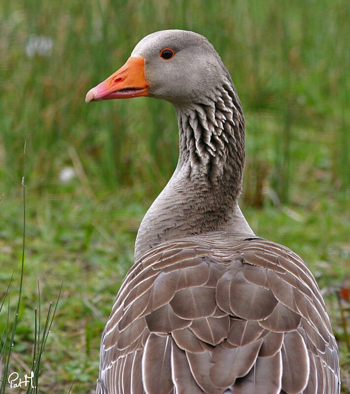 Oie cendrée, identification