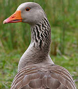 Greylag Goose