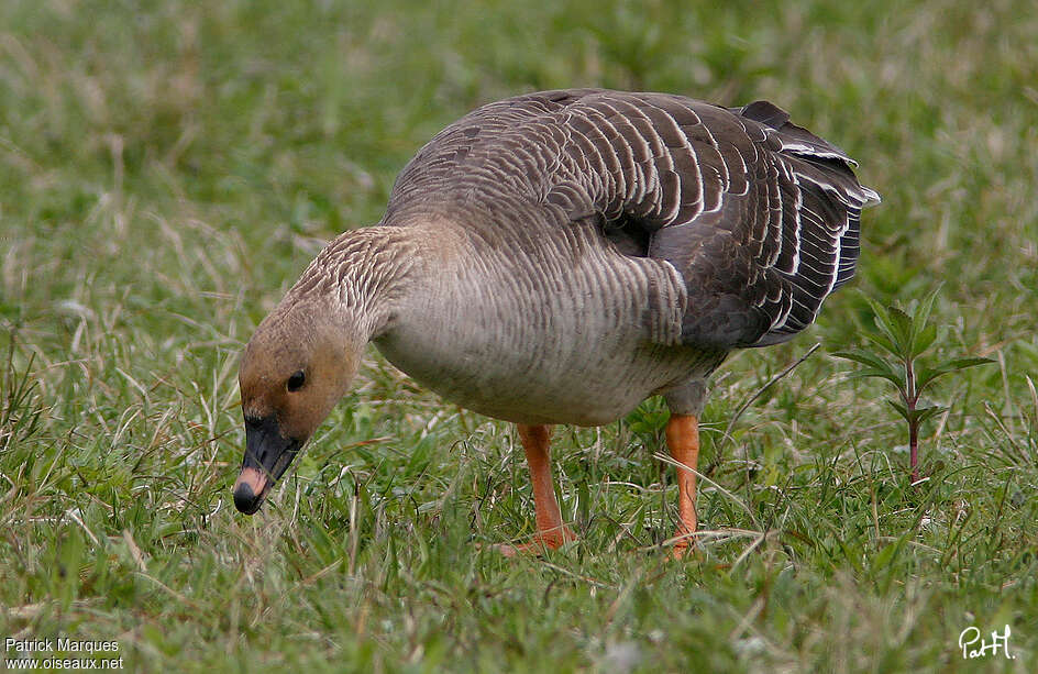 Oie des moissonsadulte, identification, mange