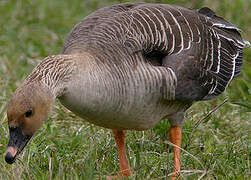 Taiga Bean Goose