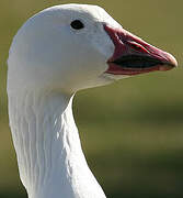 Snow Goose