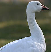 Snow Goose