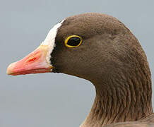 Lesser White-fronted Goose