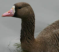 Greater White-fronted Goose