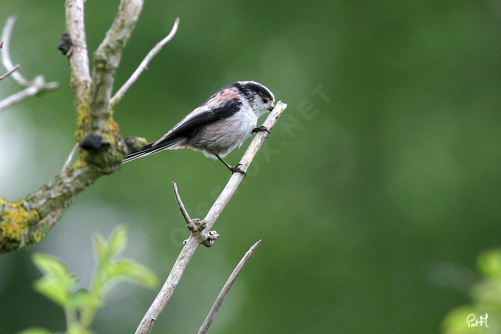 Orite à longue queue, identification