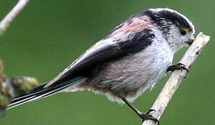 Long-tailed Tit