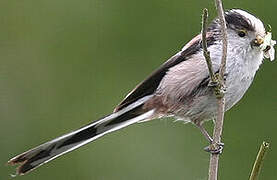 Long-tailed Tit