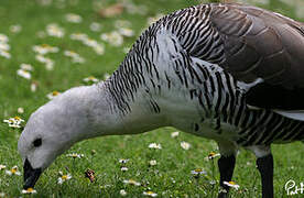 Upland Goose