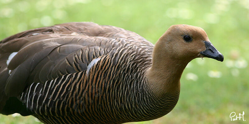 Upland Goose female adult, identification