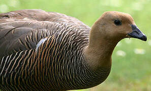 Upland Goose