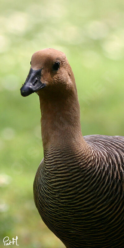 Upland Goose female adult, identification