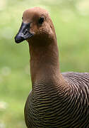 Upland Goose