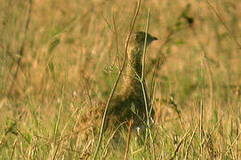 Little Bustard