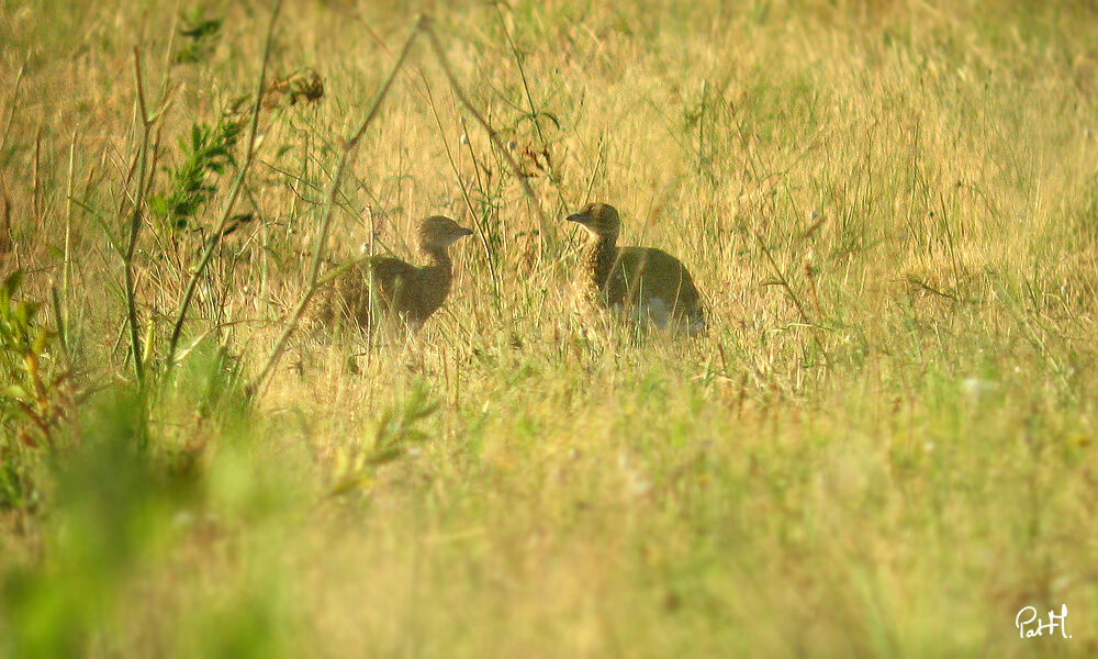 Little Bustard