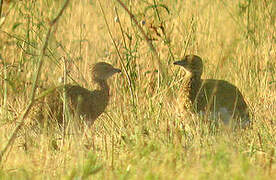Little Bustard