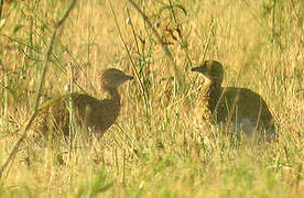 Little Bustard