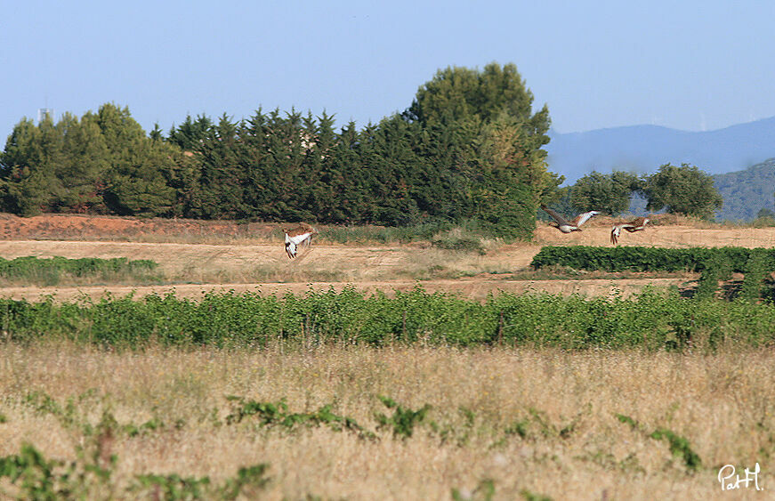 Outarde canepetière, Vol