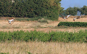 Little Bustard