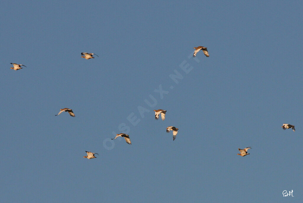 Little Bustard