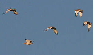 Little Bustard