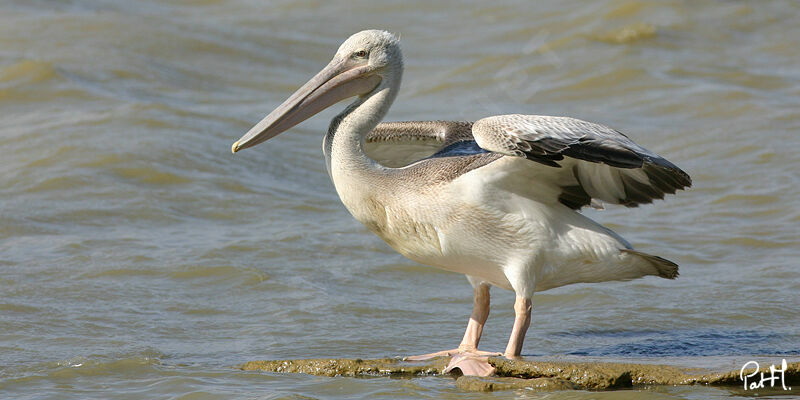 Great White Pelicanadult, identification