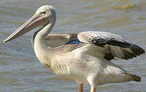 Great White Pelican