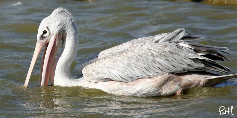 Great White Pelican, identification