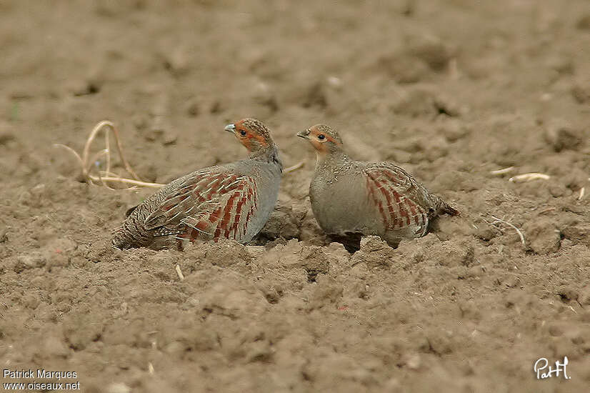 Grey Partridgeadult, courting display, Behaviour