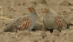 Grey Partridge