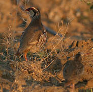 Red-legged Partridge