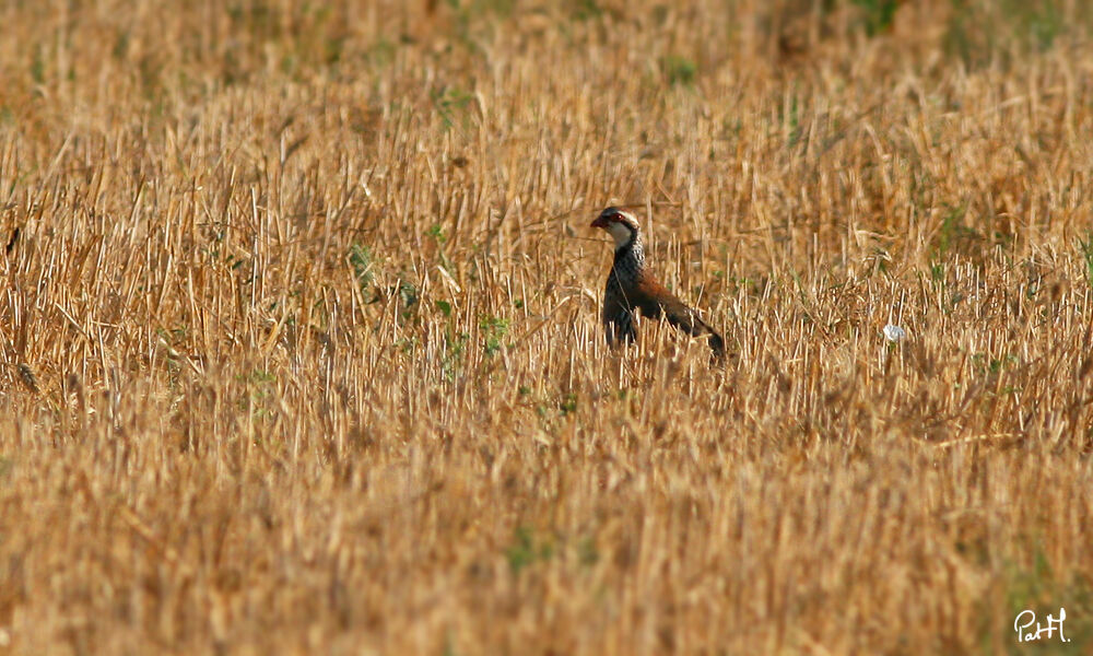 Red-legged Partridge, feeding habits