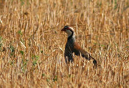 Red-legged Partridge