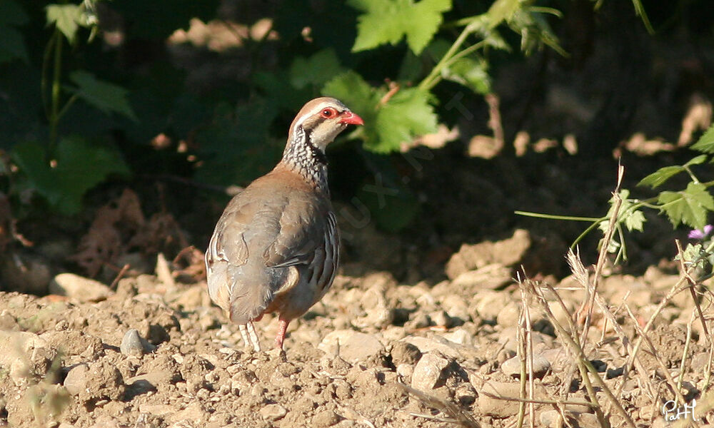 Red-legged Partridge