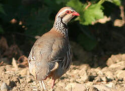 Red-legged Partridge