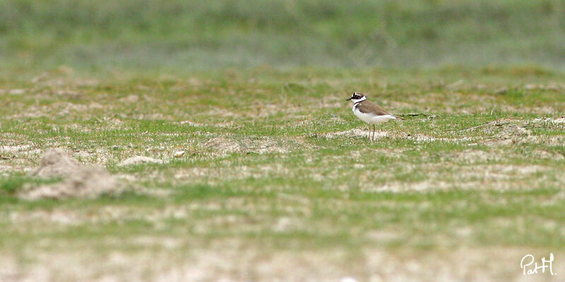 Little Ringed Ploveradult breeding, identification