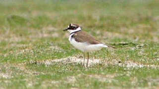 Little Ringed Plover