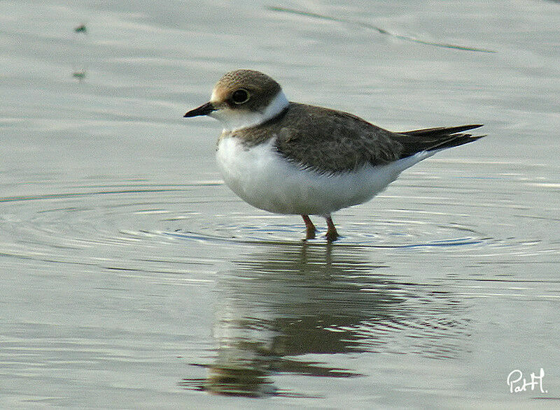 Little Ringed Ploverjuvenile, identification