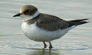 Little Ringed Plover