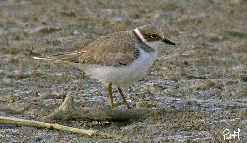 Little Ringed Plover, identification