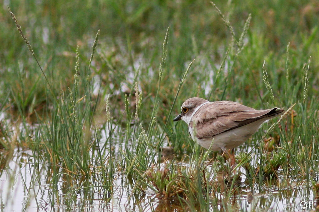 Little Ringed Plover