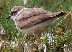 Little Ringed Plover