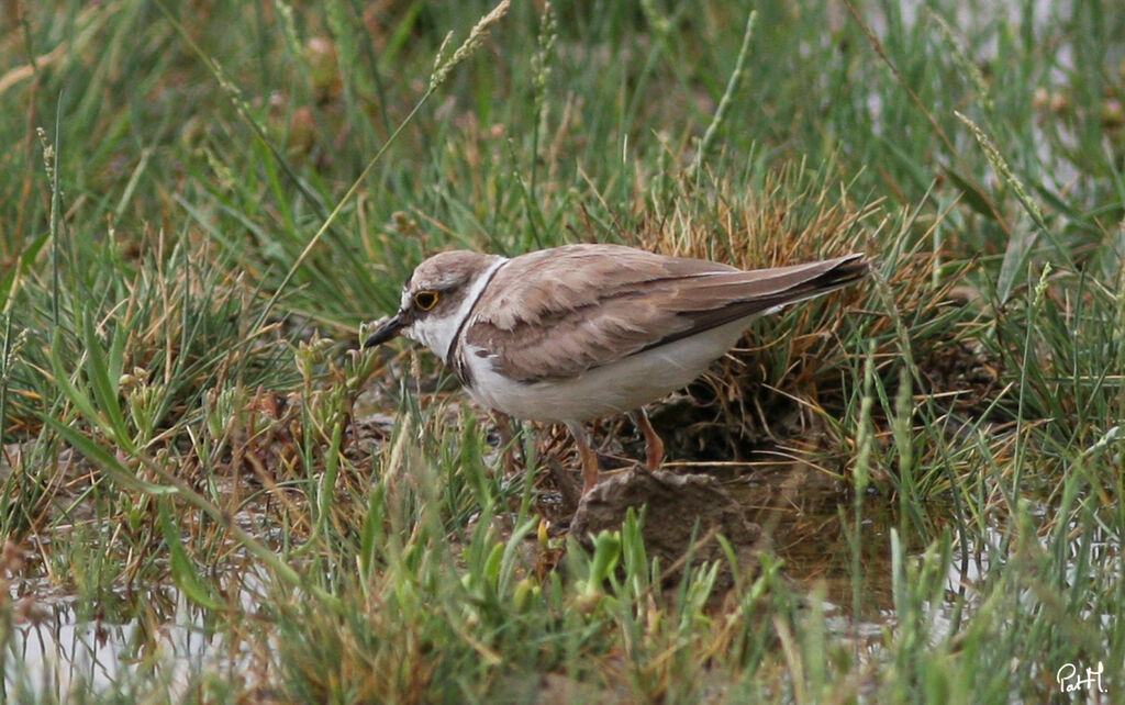 Little Ringed Plover