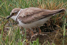 Little Ringed Plover