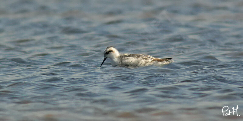 Red-necked Phalarope, identification